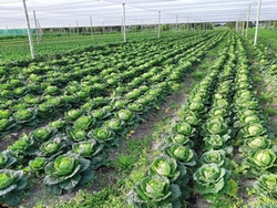 Naturally Organic farm